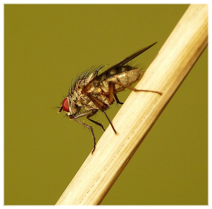 Alcuni ditteri
